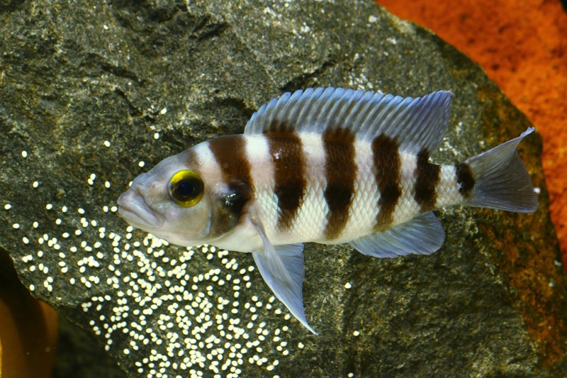Neolamprologus sexfasciatus